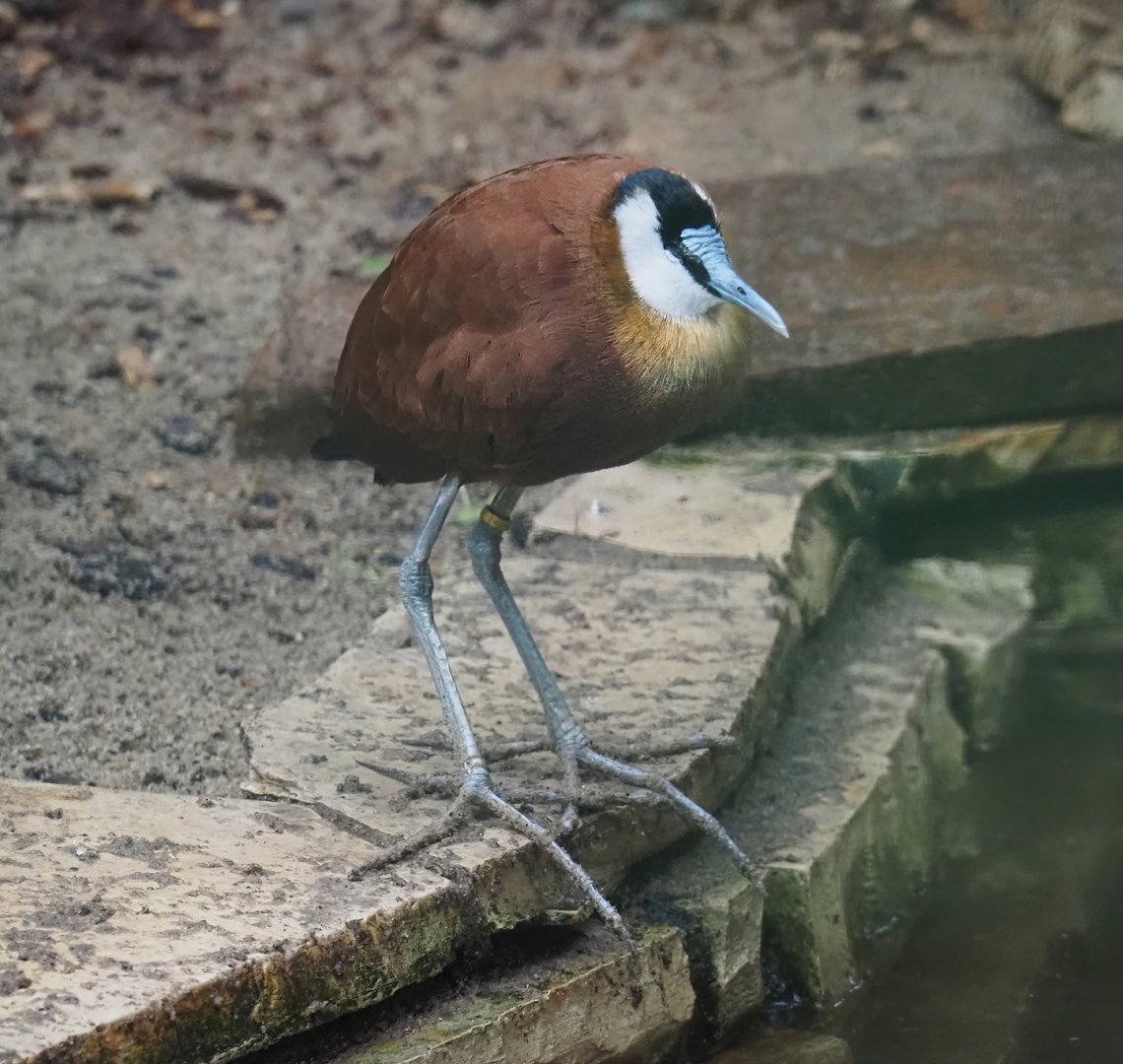 African jacana (Actophilornis africanus), 2024-05-22