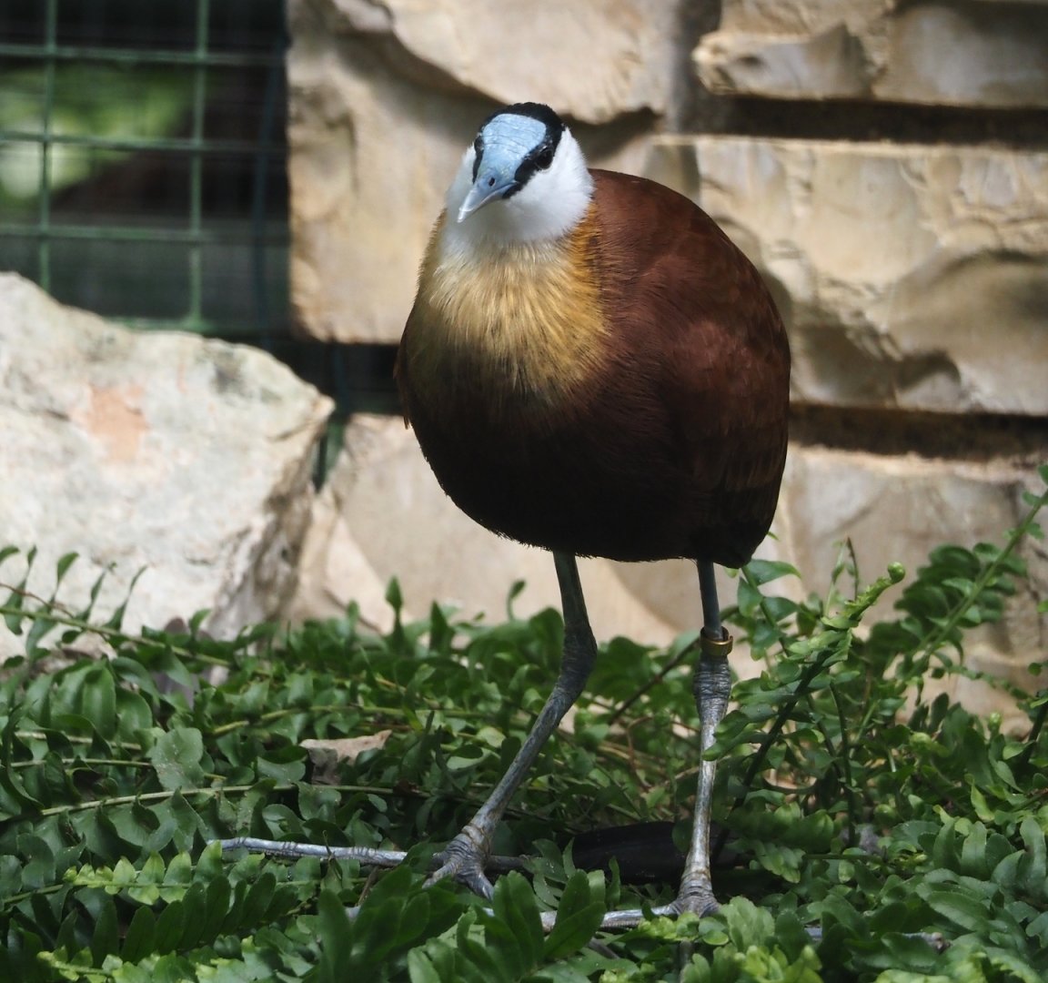 African jacana (Actophilornis africanus), 2024-05-23