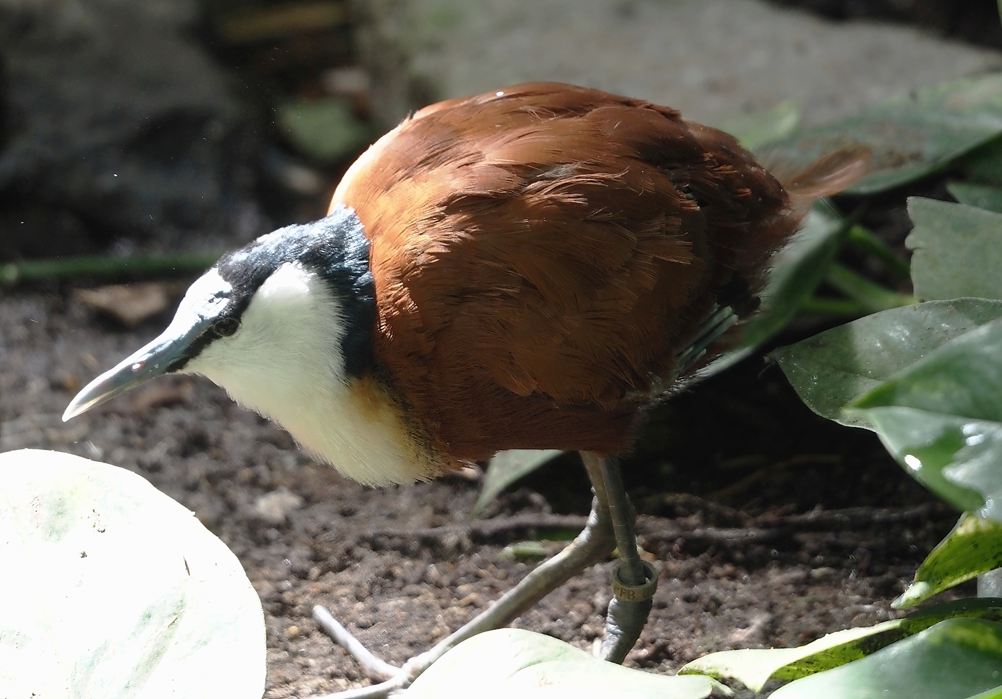 African jacana (Actophilornis africanus), 2024-09-17
