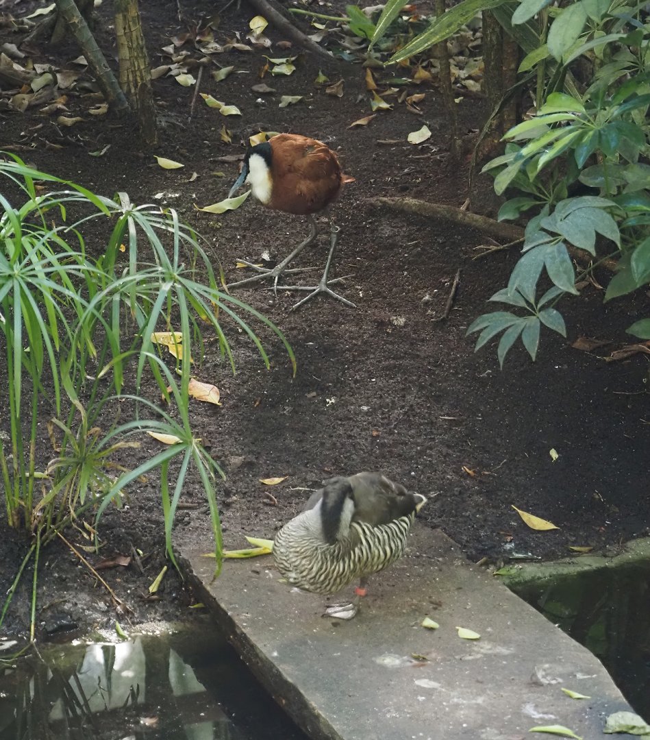 African jacana (Actophilornis africanus) and Pink-eared duck (Malacorhynchus membranaceus), 2024-09-17