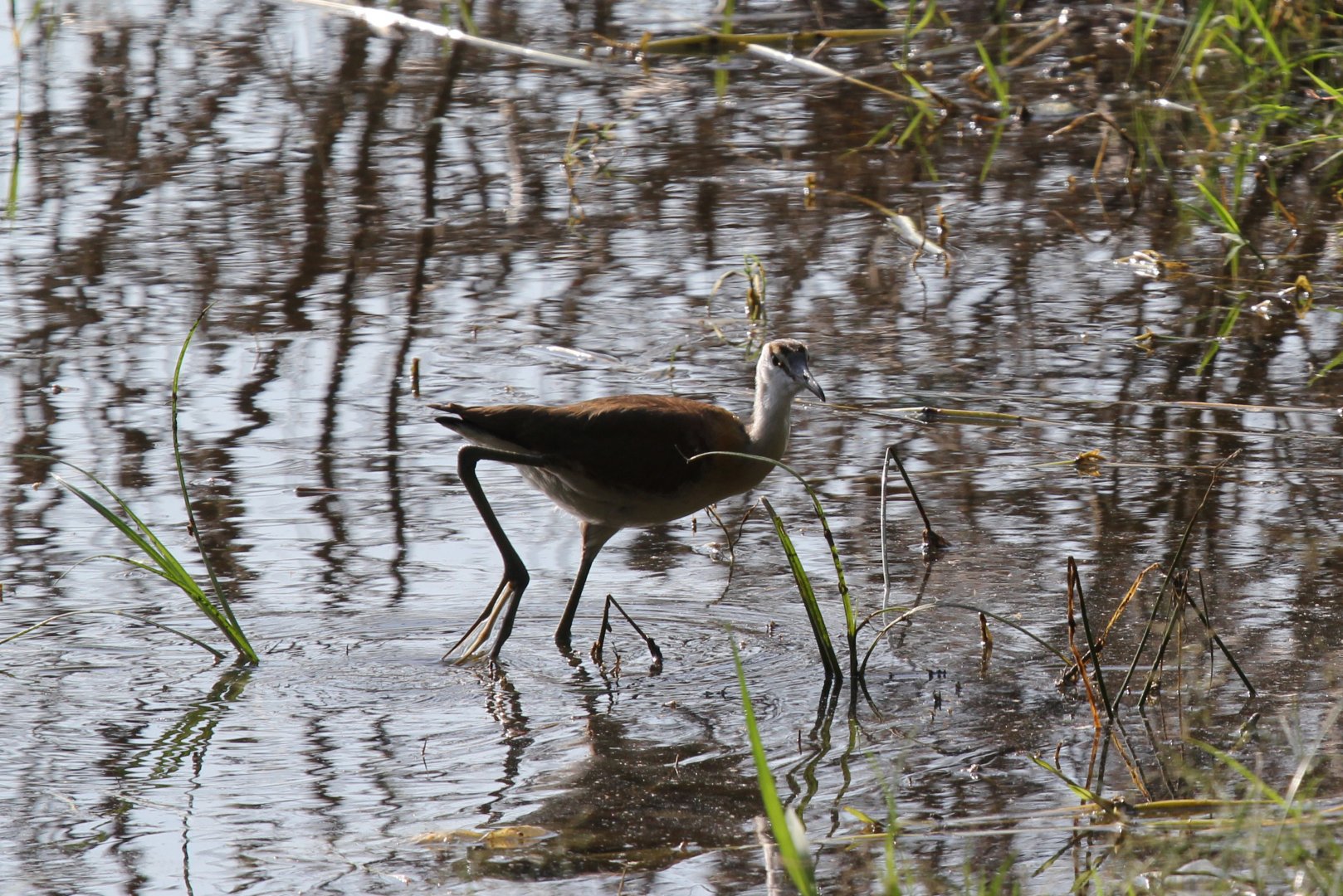 African jacana (Actophilornis africanus) juvenile