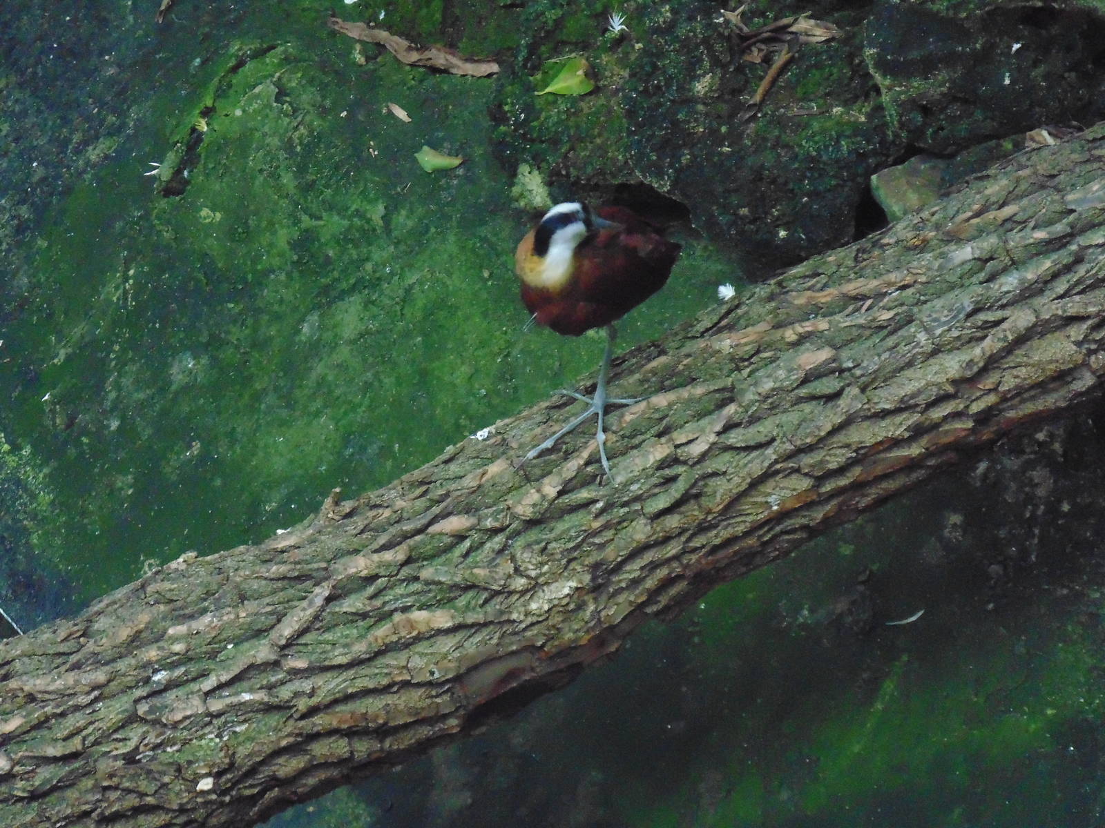 African jacana (Actophilornis africanus)