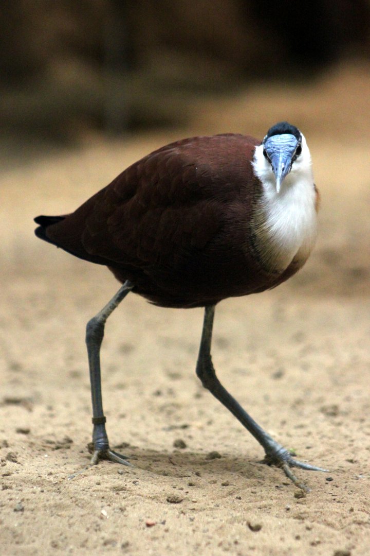African jacana (Actophilornis africanus)