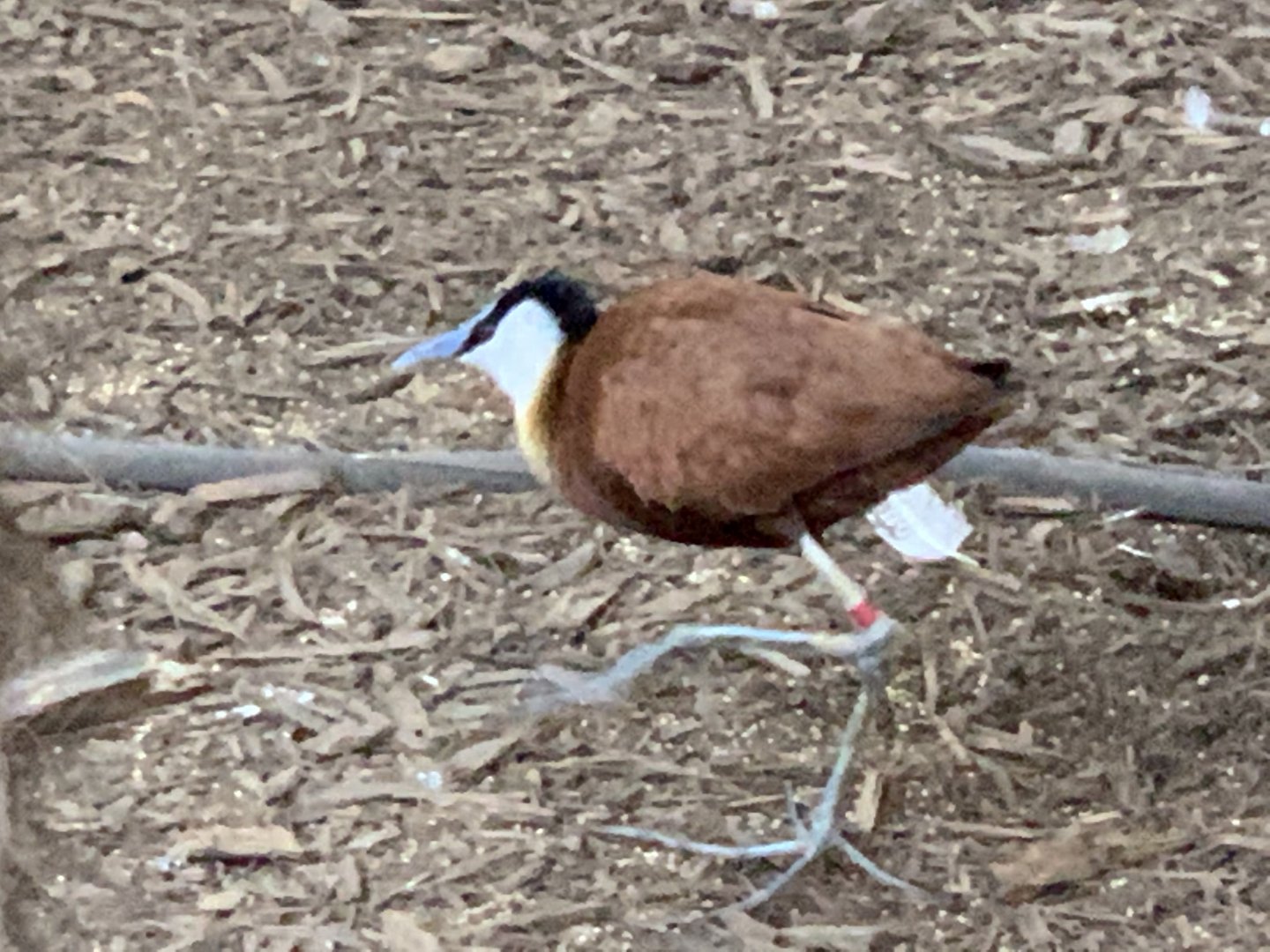 African Jacana (Actophilornis africanus)