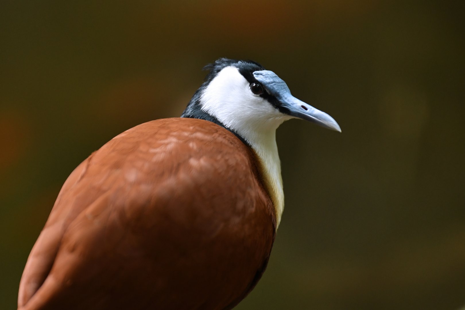 African Jacana Actophilornis africanus