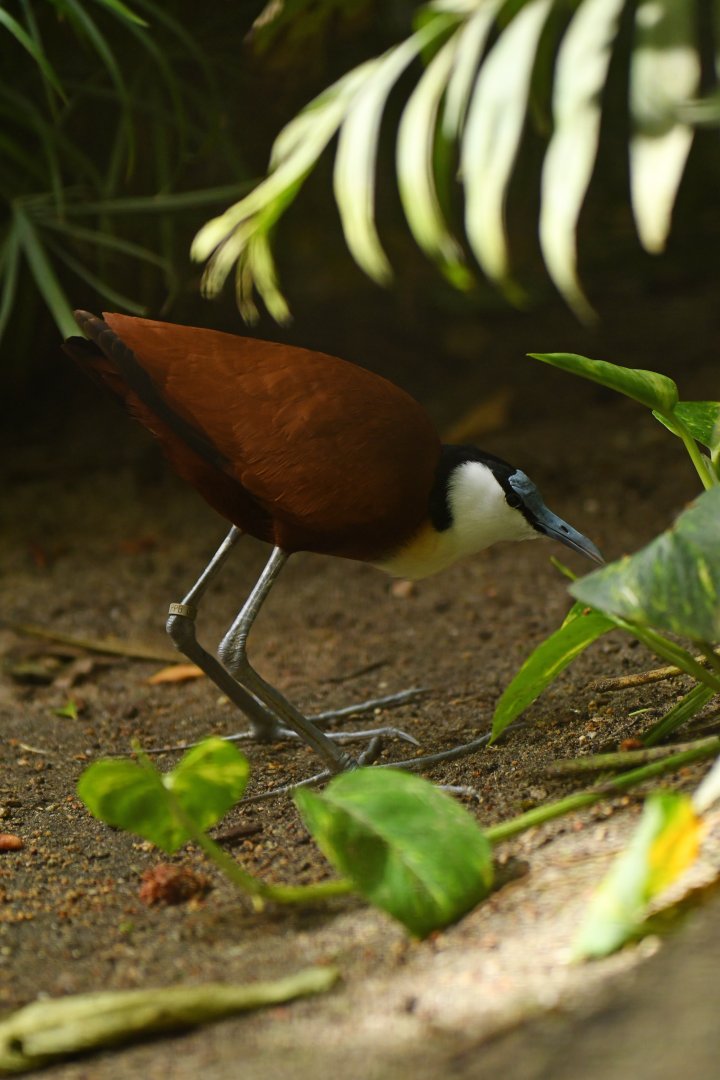 African Jacana Actophilornis africanus