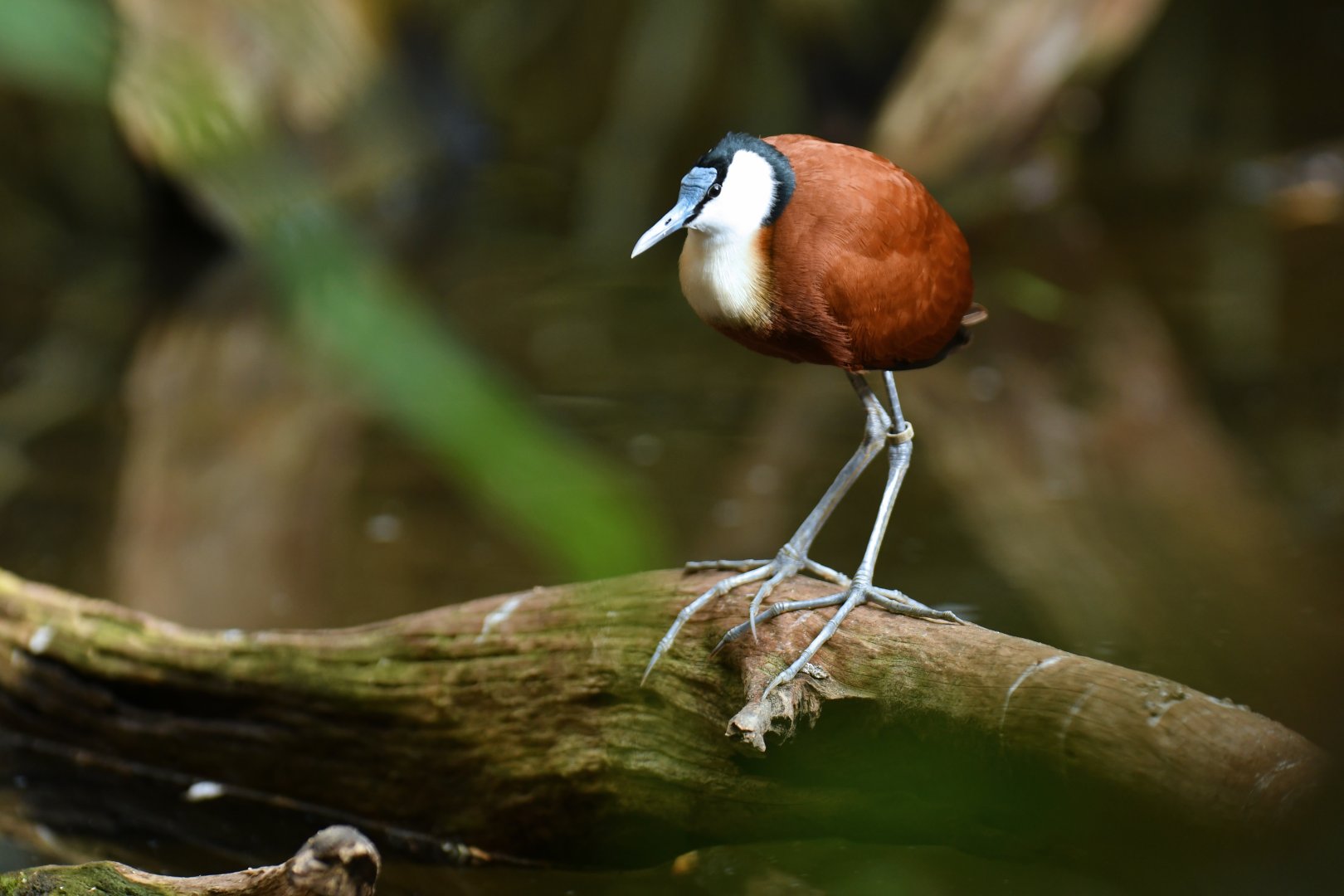 African Jacana Actophilornis africanus
