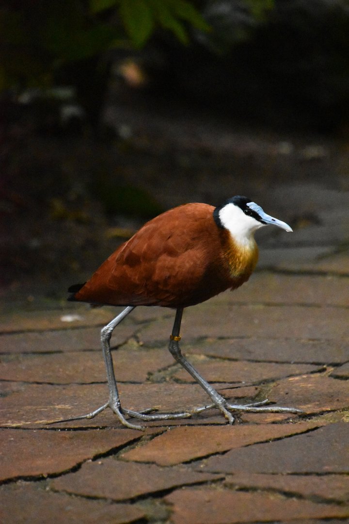 African jacana, Actophilornis africanus