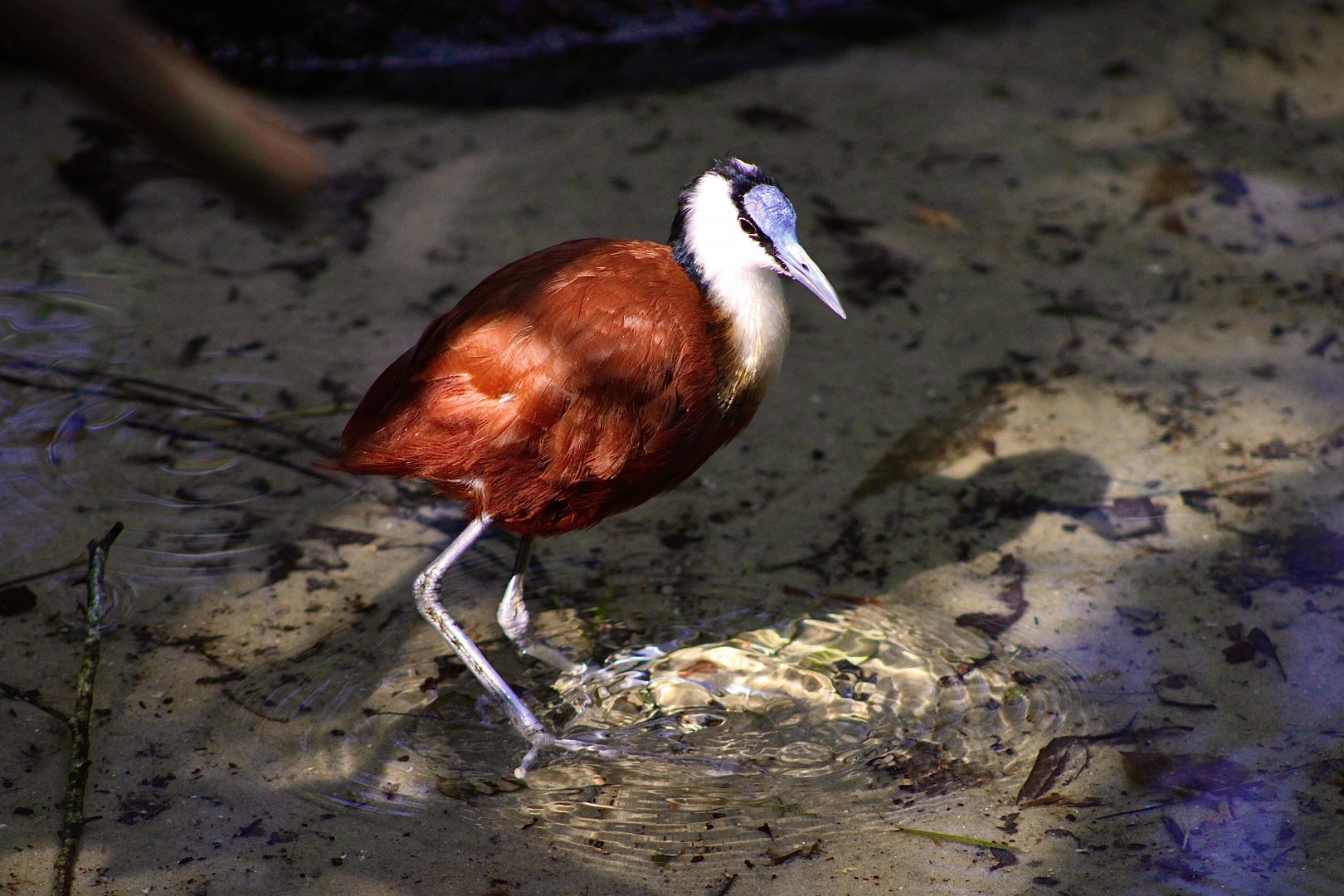 African Jacana (Actophilornis africanus)