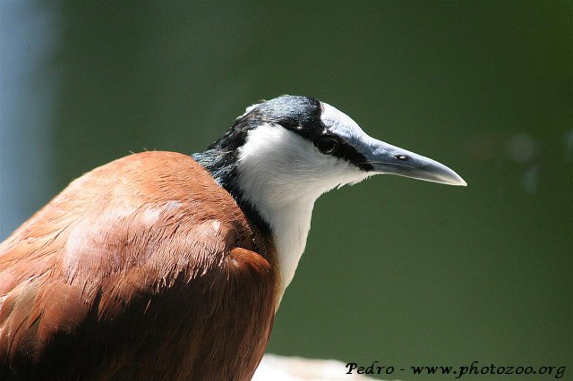 African jacana (Arctophilornis africanus)