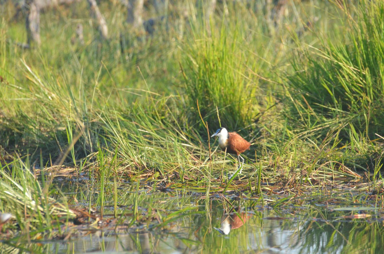 African Jacana, Khwai Community Area, Botswana, 25/04/16