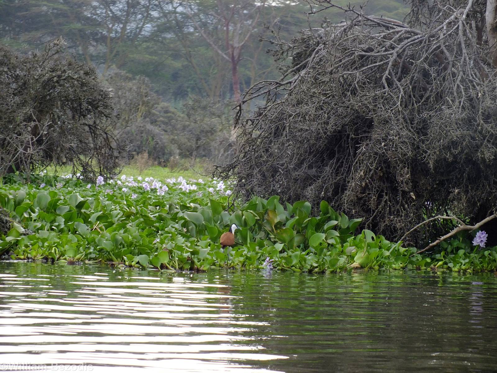 African Jacana - Lake Naivasha