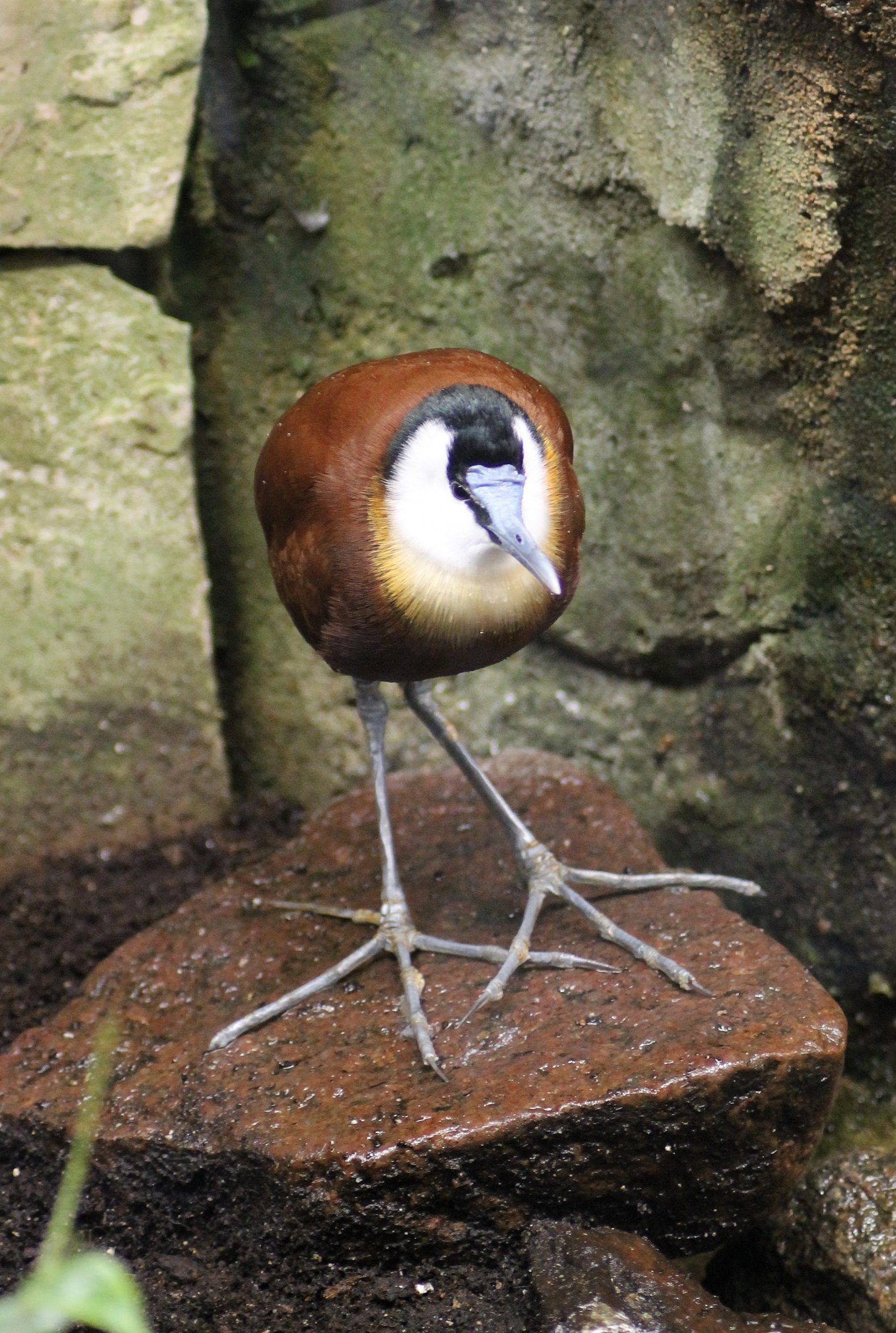 African jacana - Tierpark Hagenbeck
