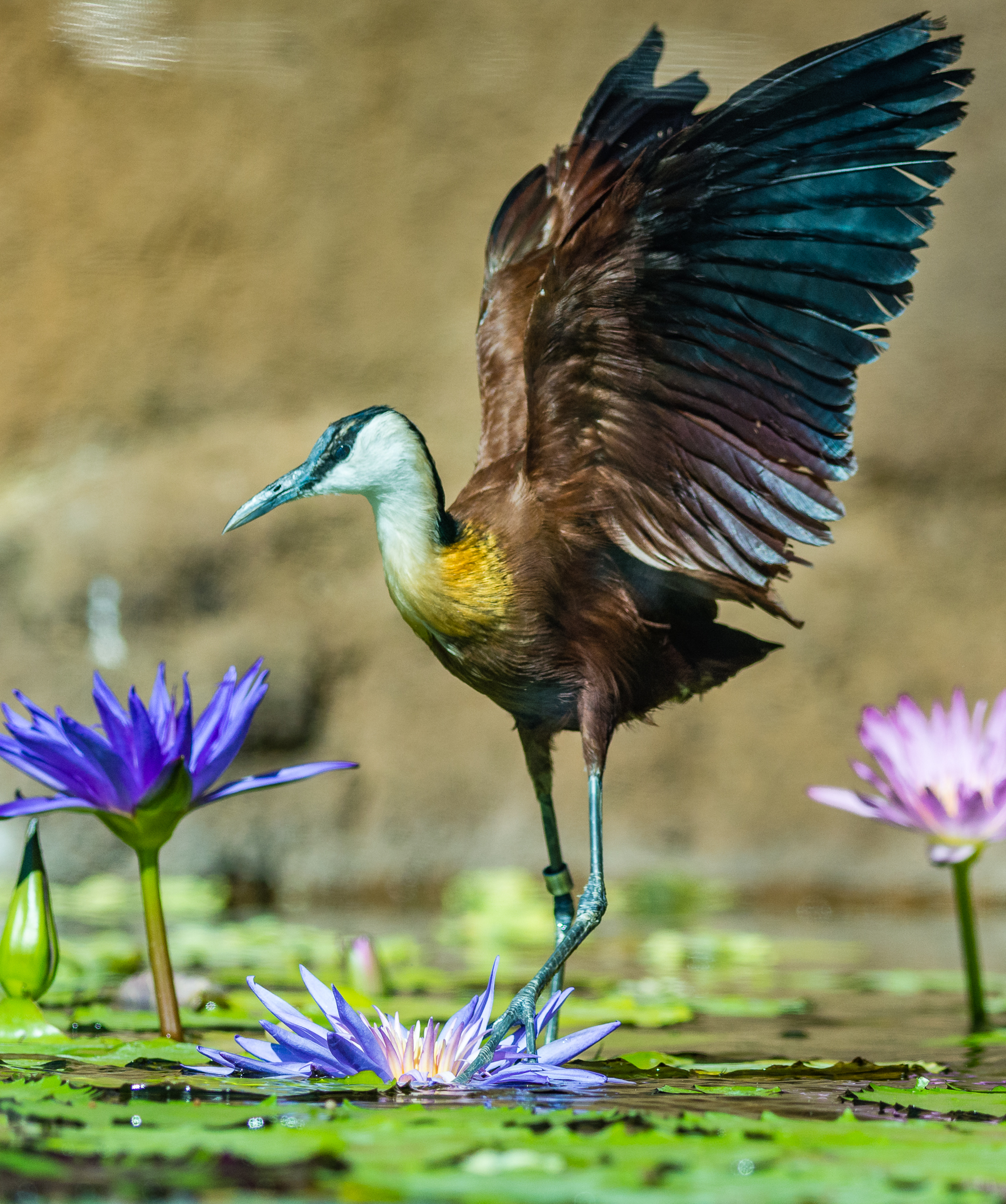 African Jacana walking on the lily pads.