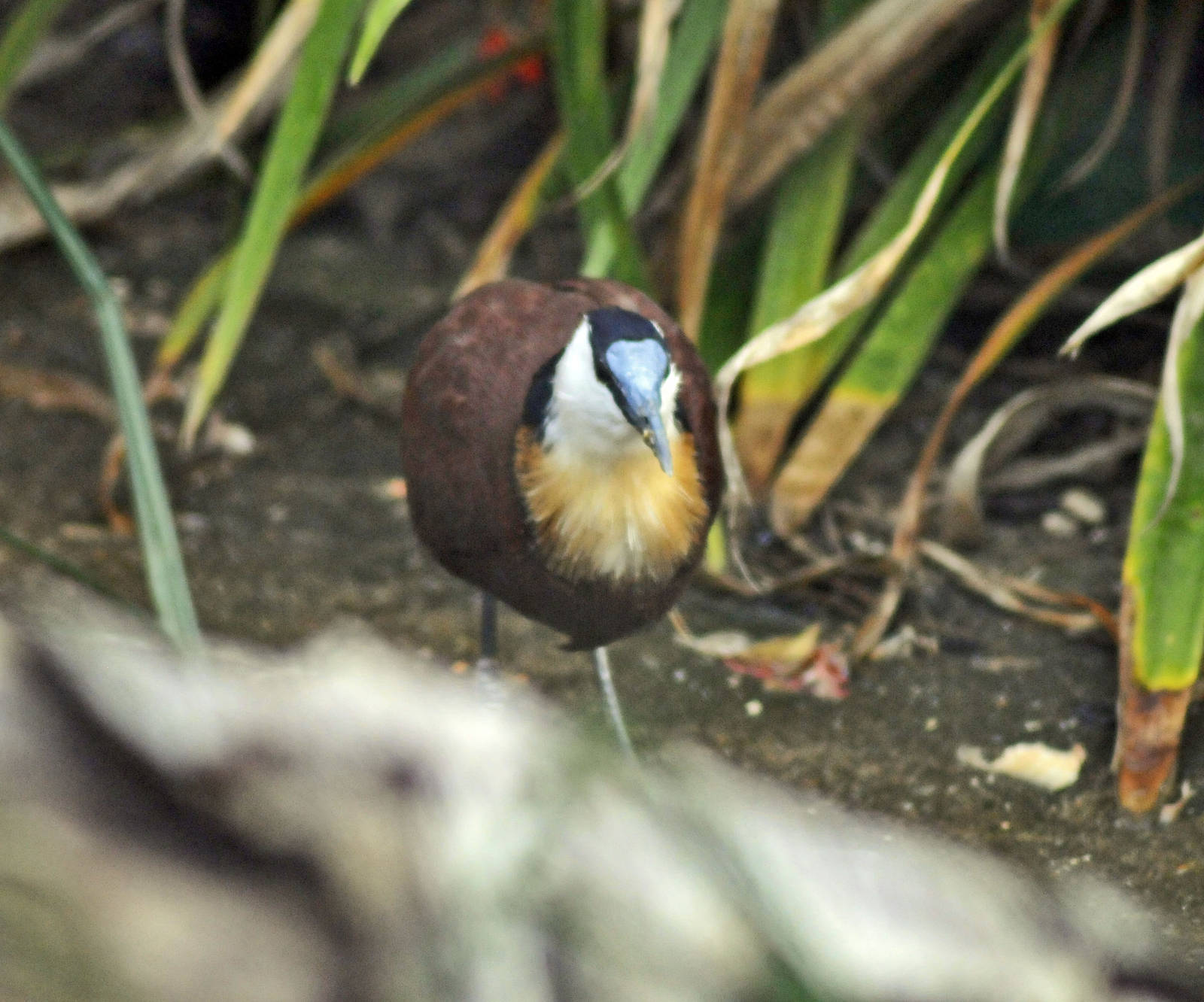 african jacana