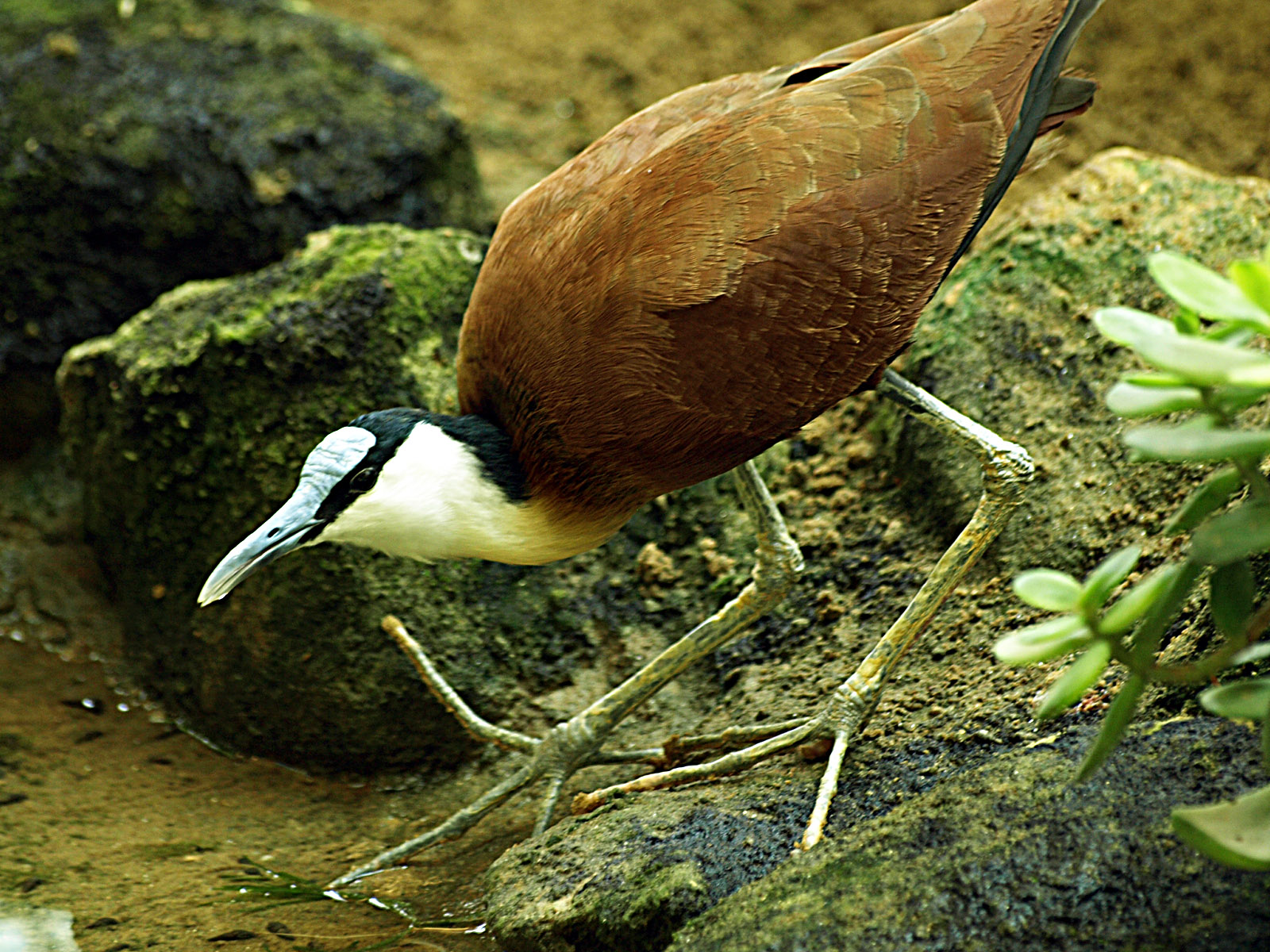 African jacana