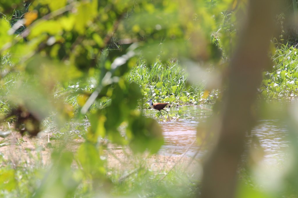 African Jacana