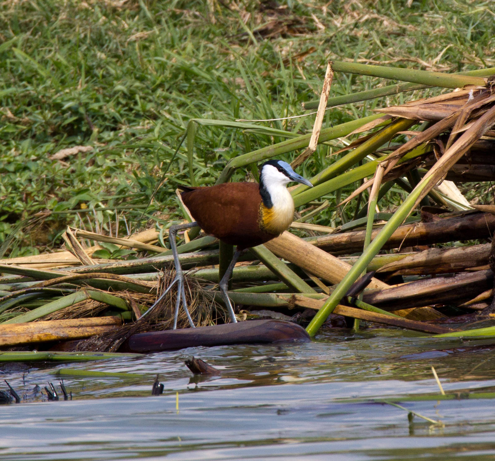 African Jacana