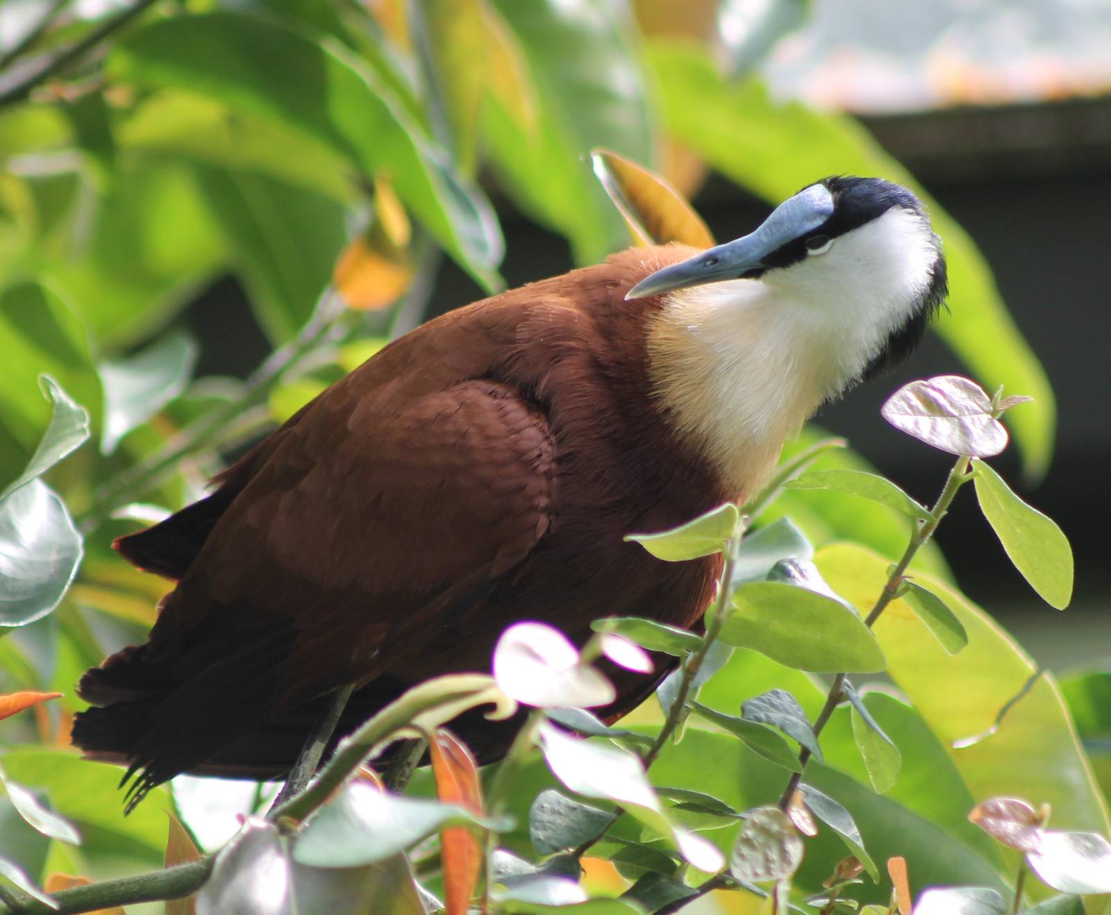 African jacana