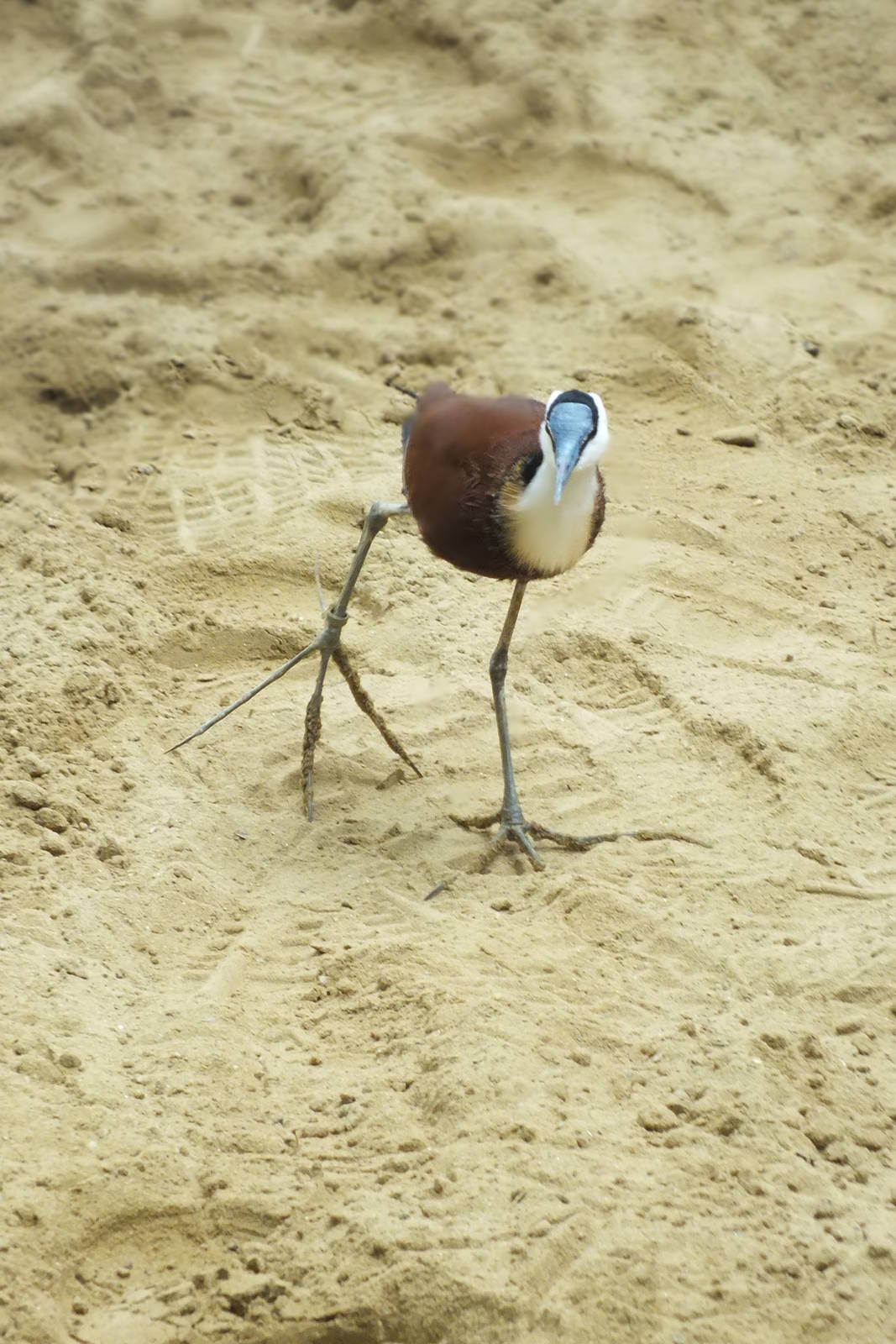 African Jacana