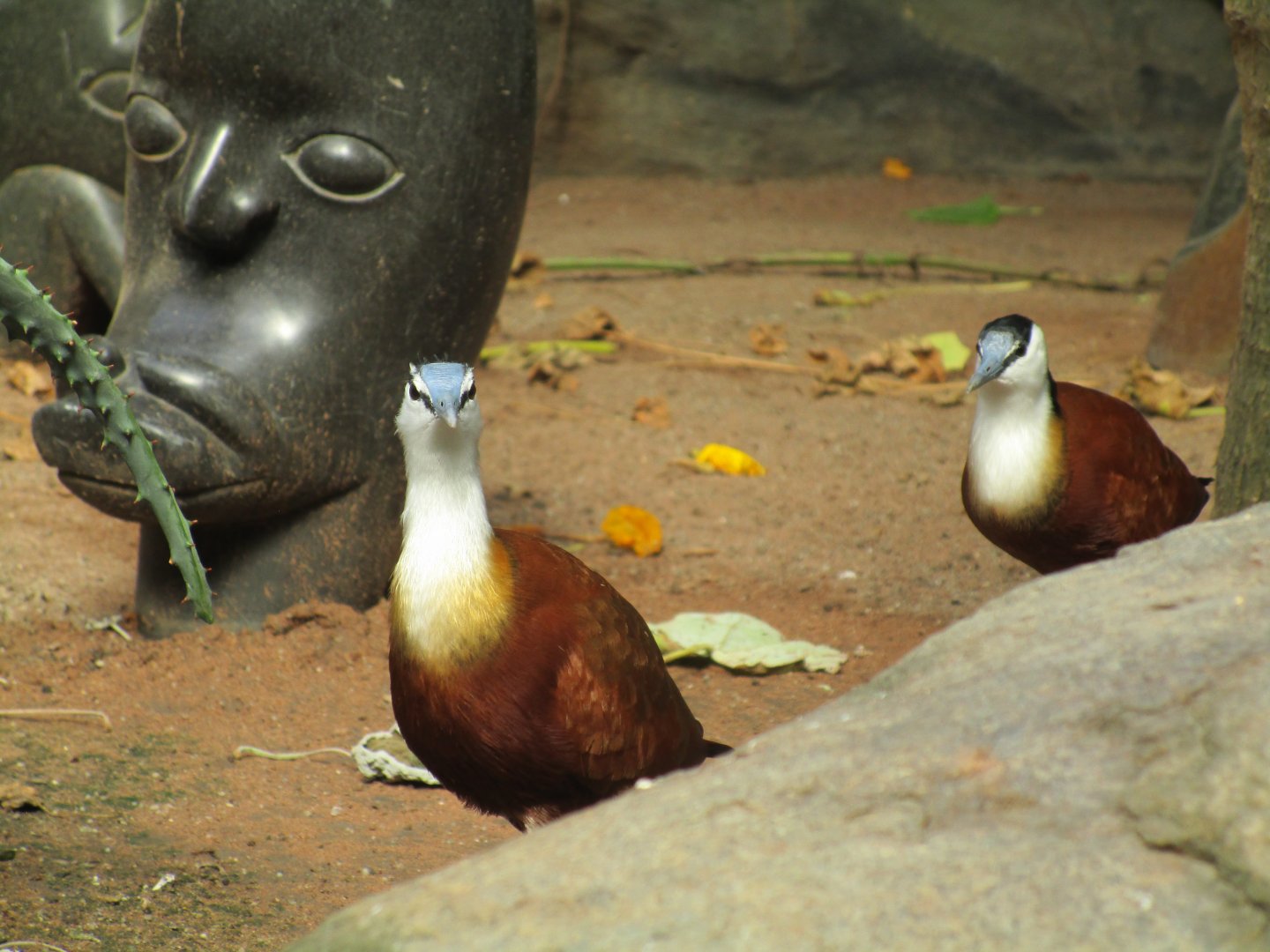 African Jacana