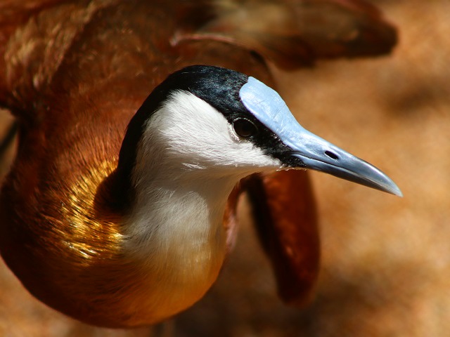 African Jacana