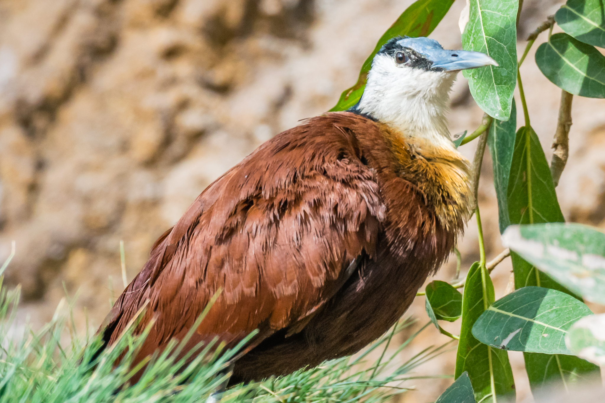 African Jacana