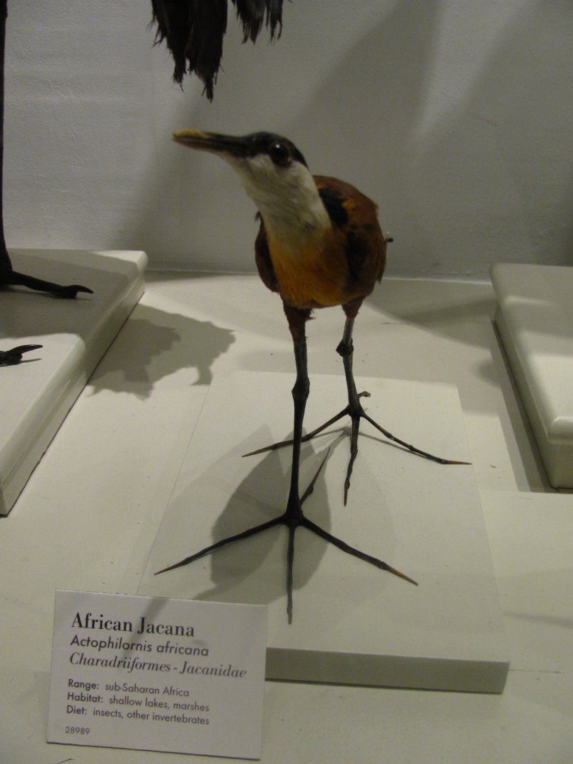 African Jacana