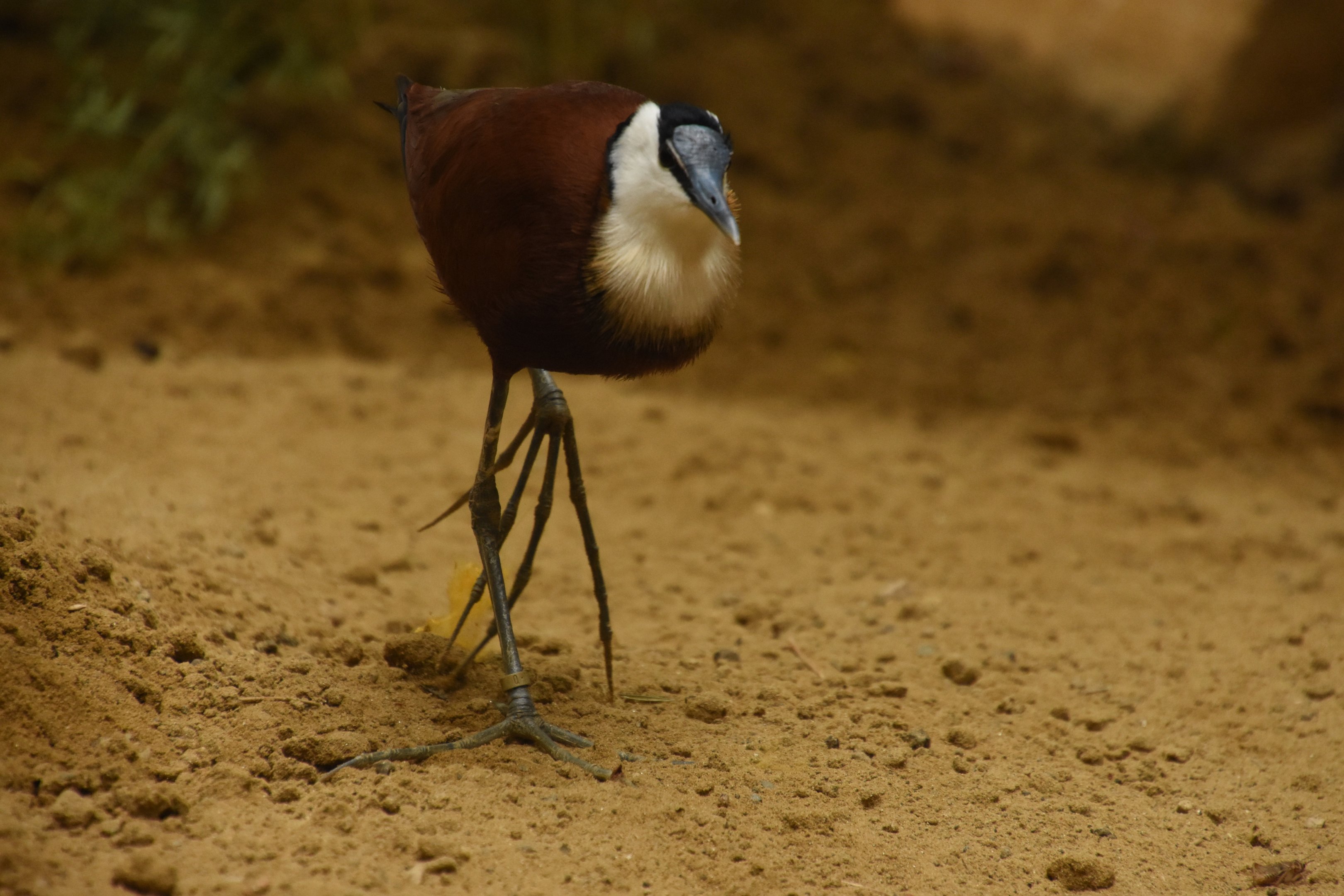 African jacana