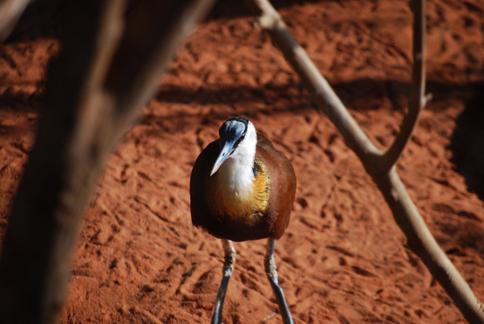 African Jacana