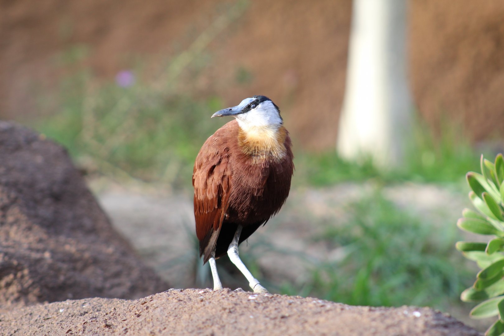 African Jacana