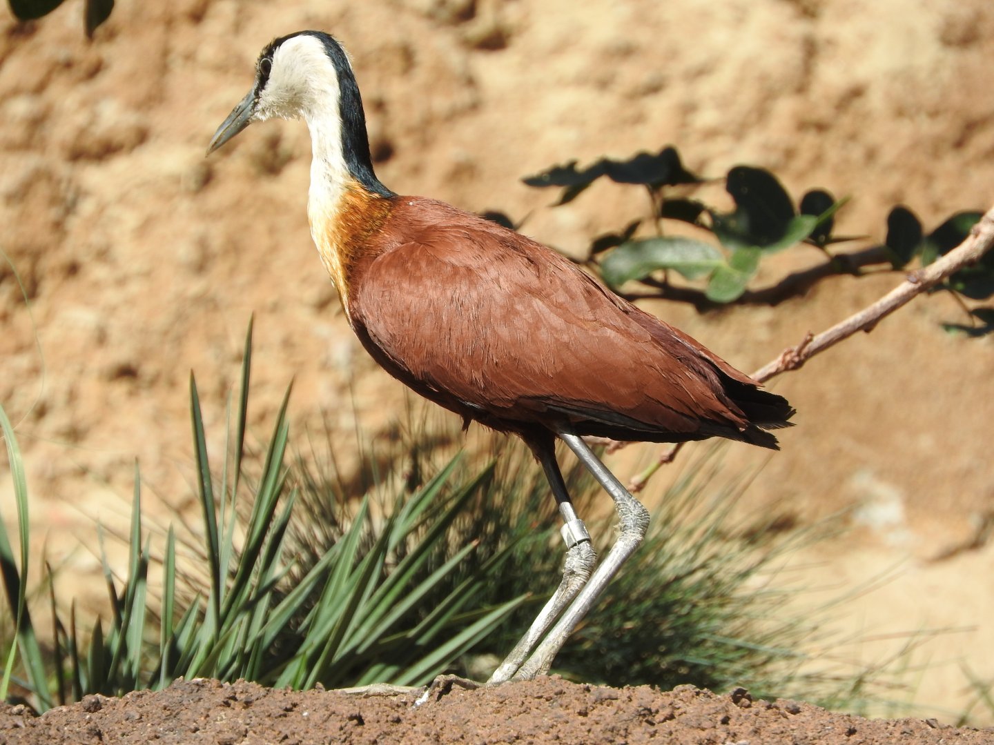 African Jacana