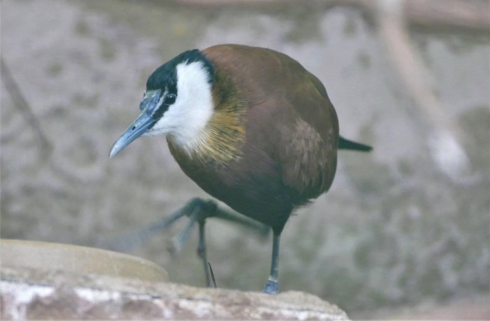 African jacana
