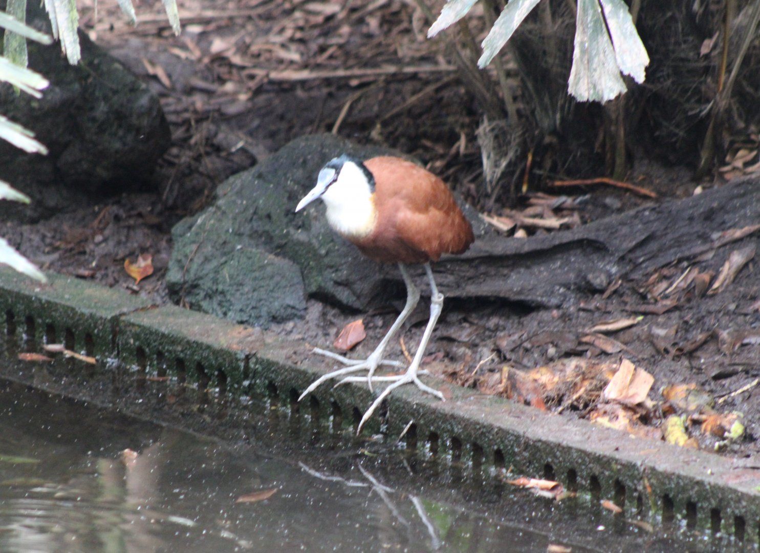 African jacana