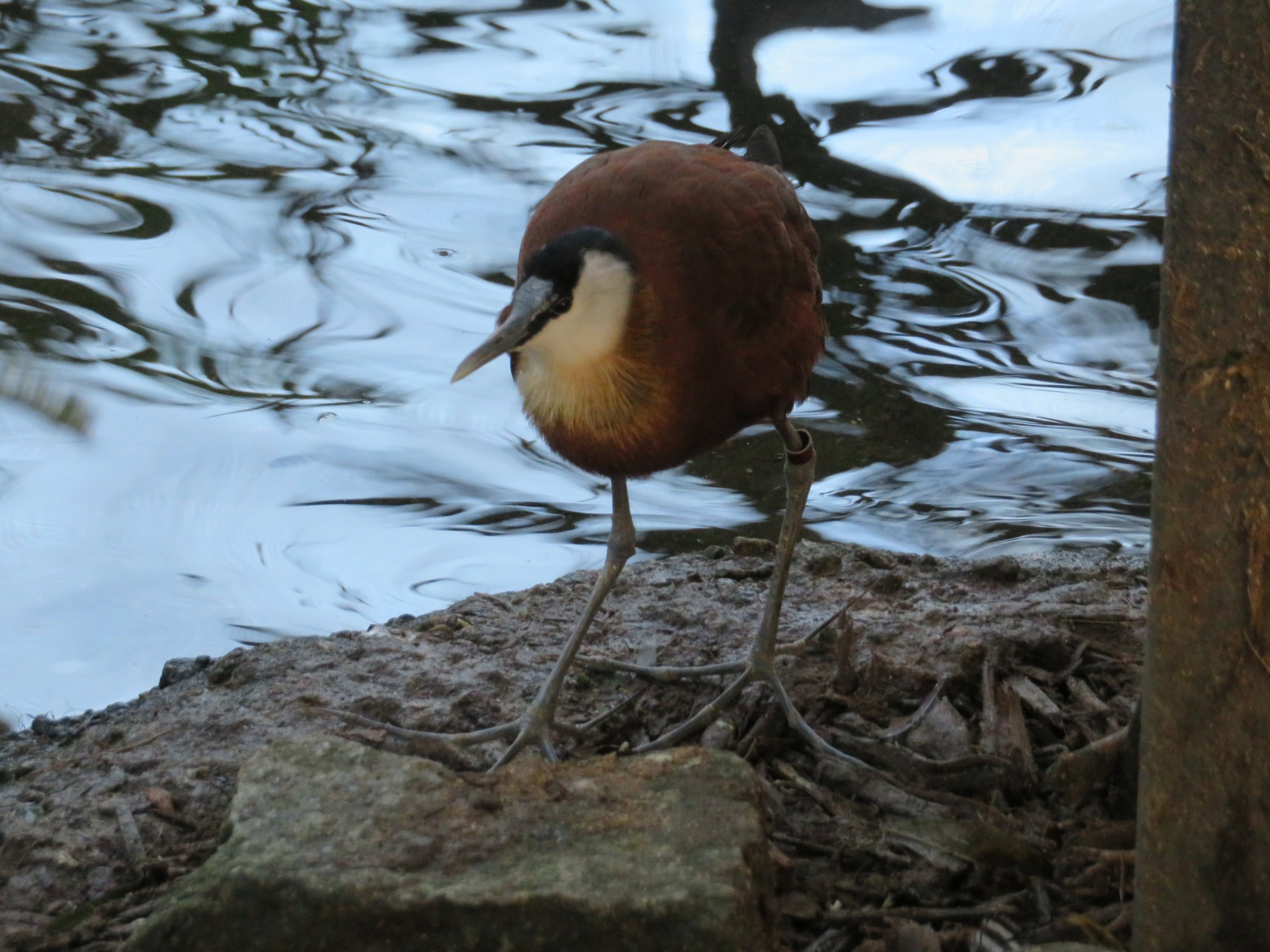 African Jacana