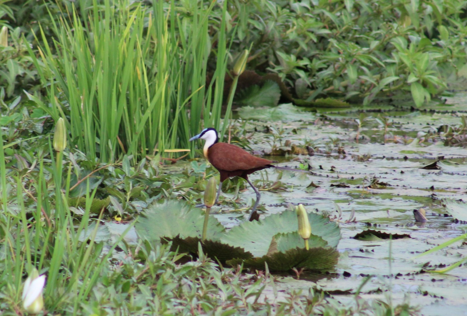 African jacana