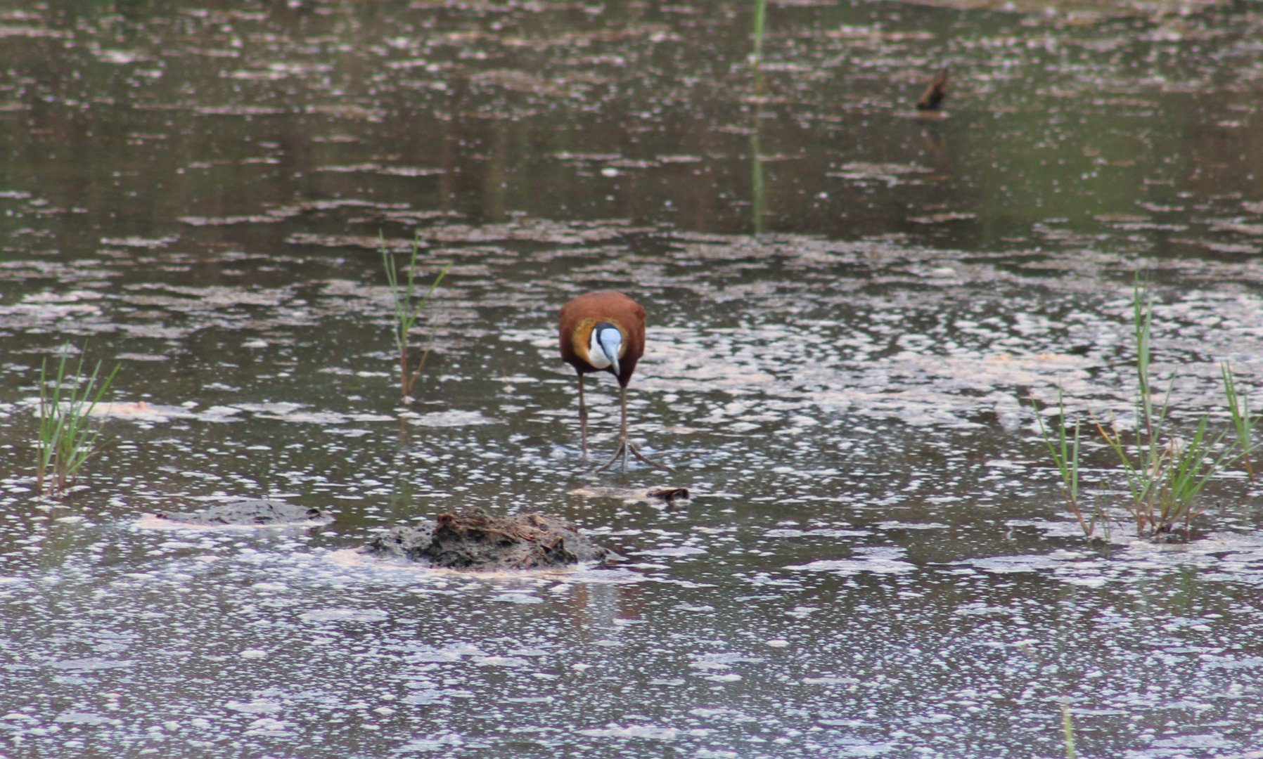 African jacana