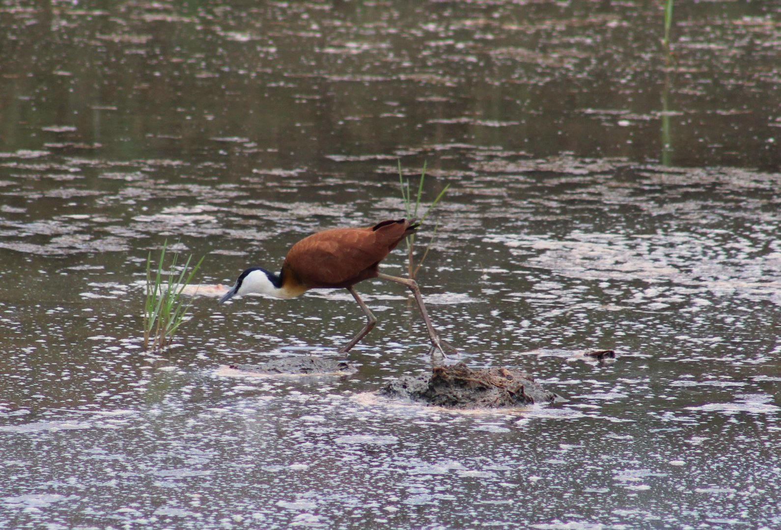 African jacana