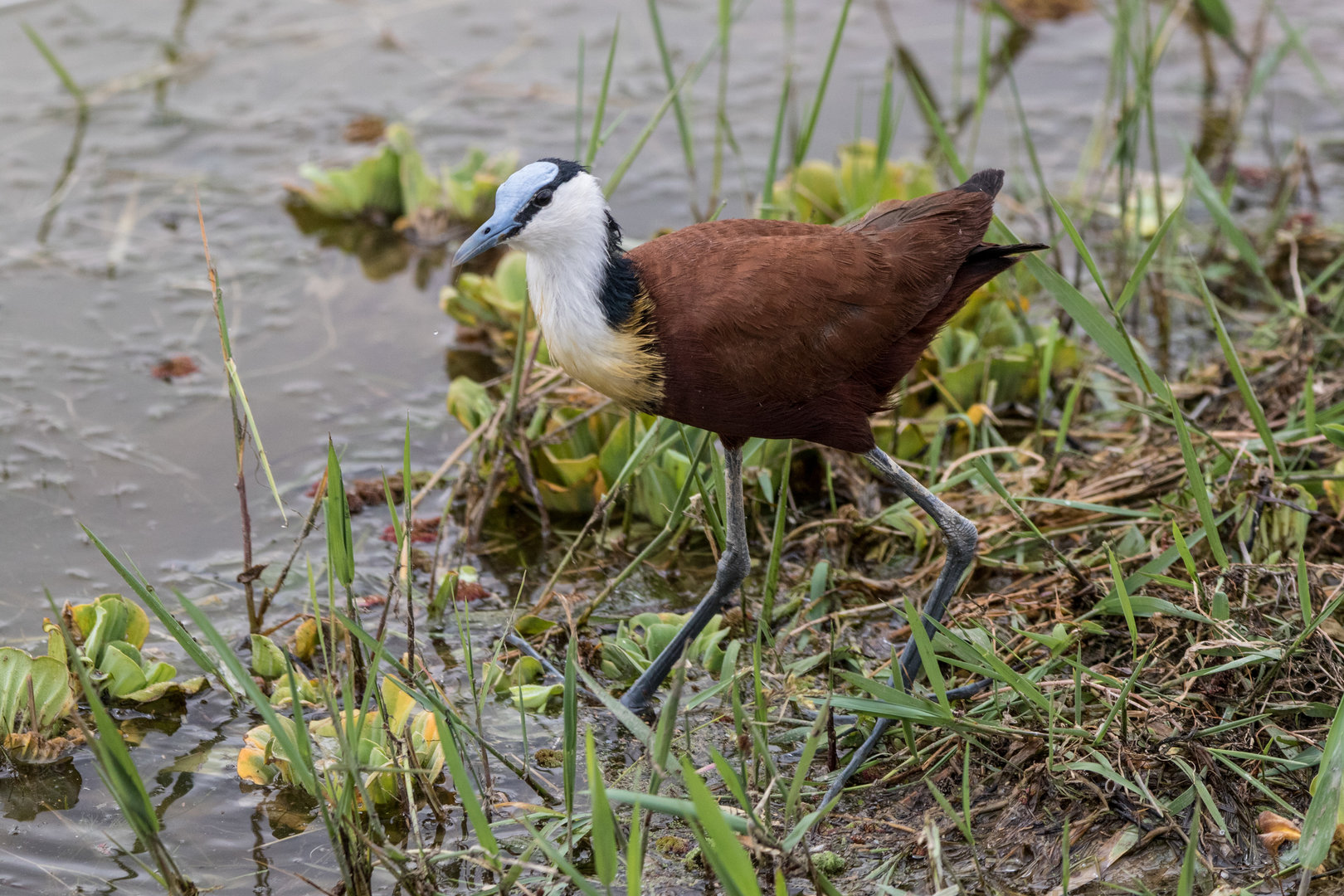 African Jacana