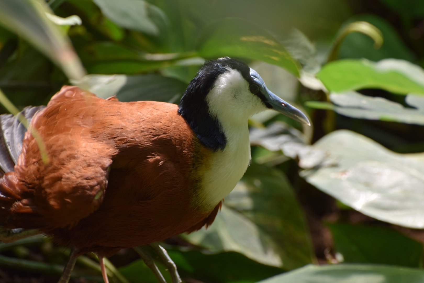 African jacana