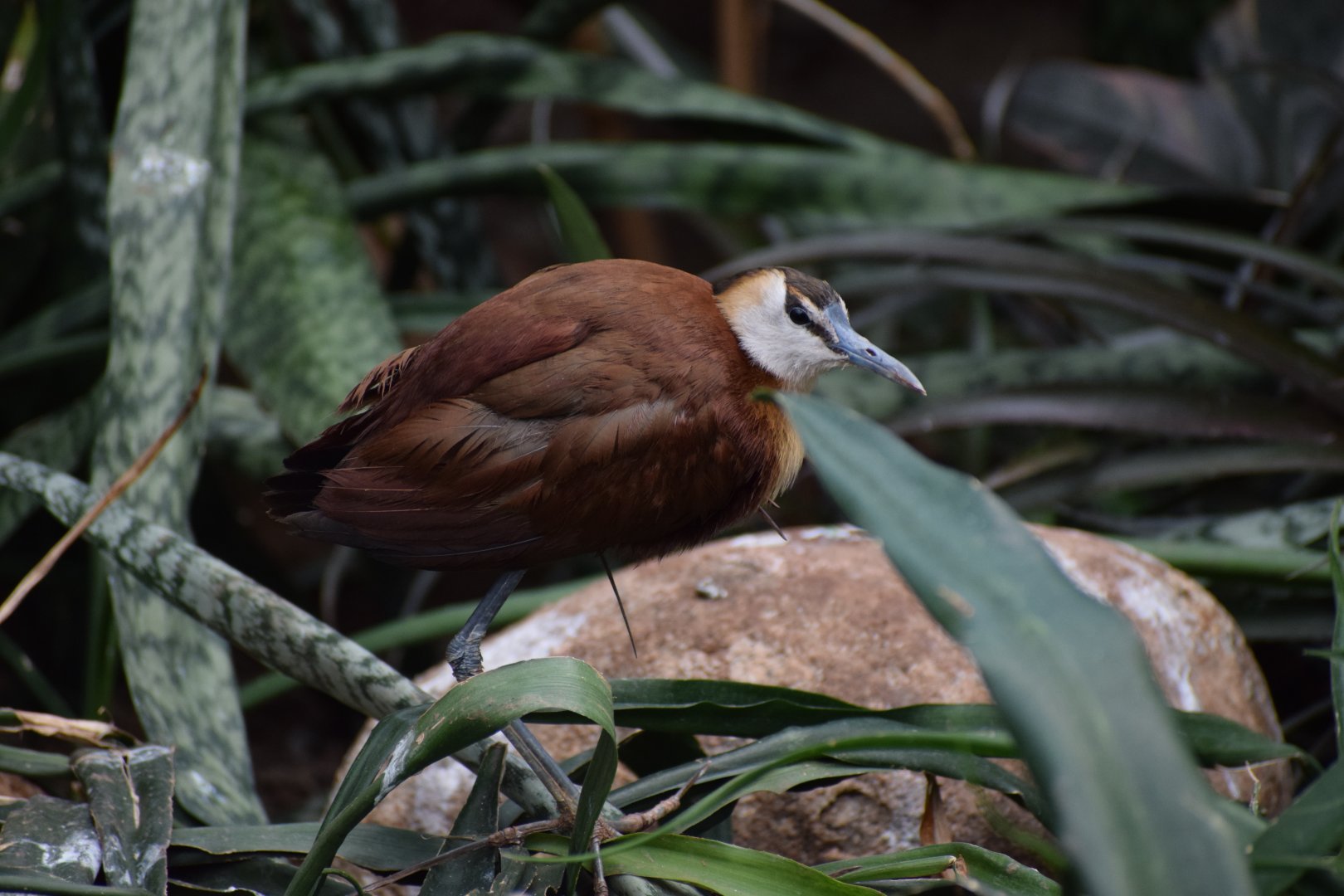 African jacana