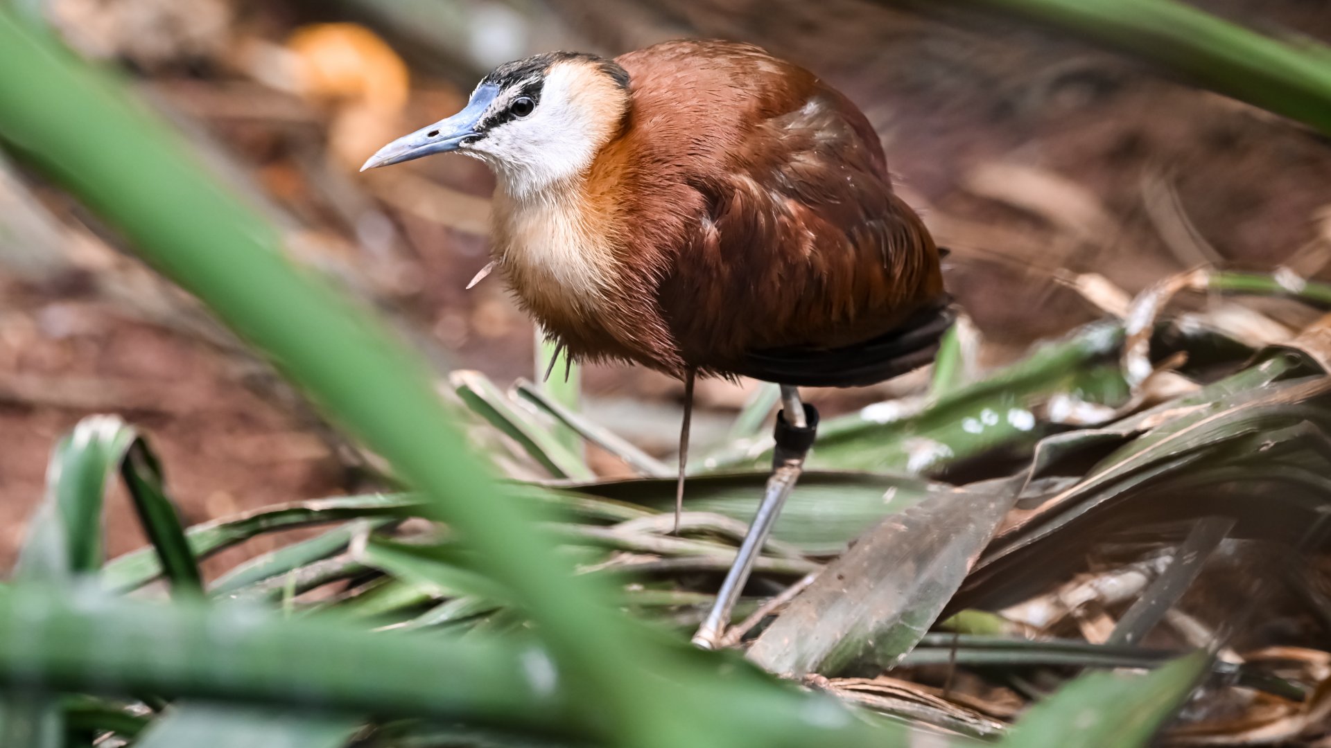 African jacana