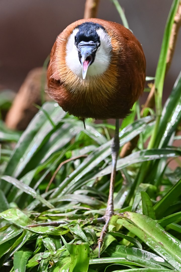 African jacana