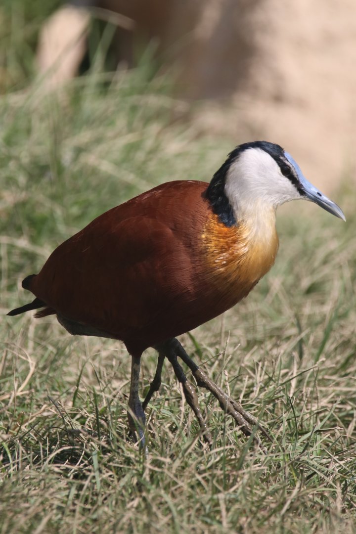 African jacana