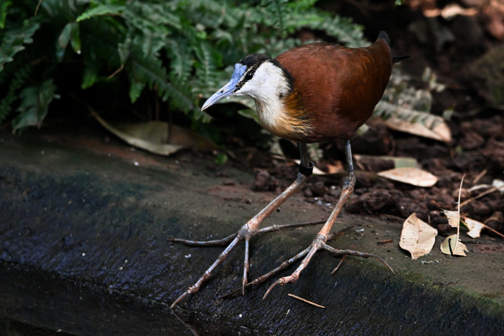 African jacana