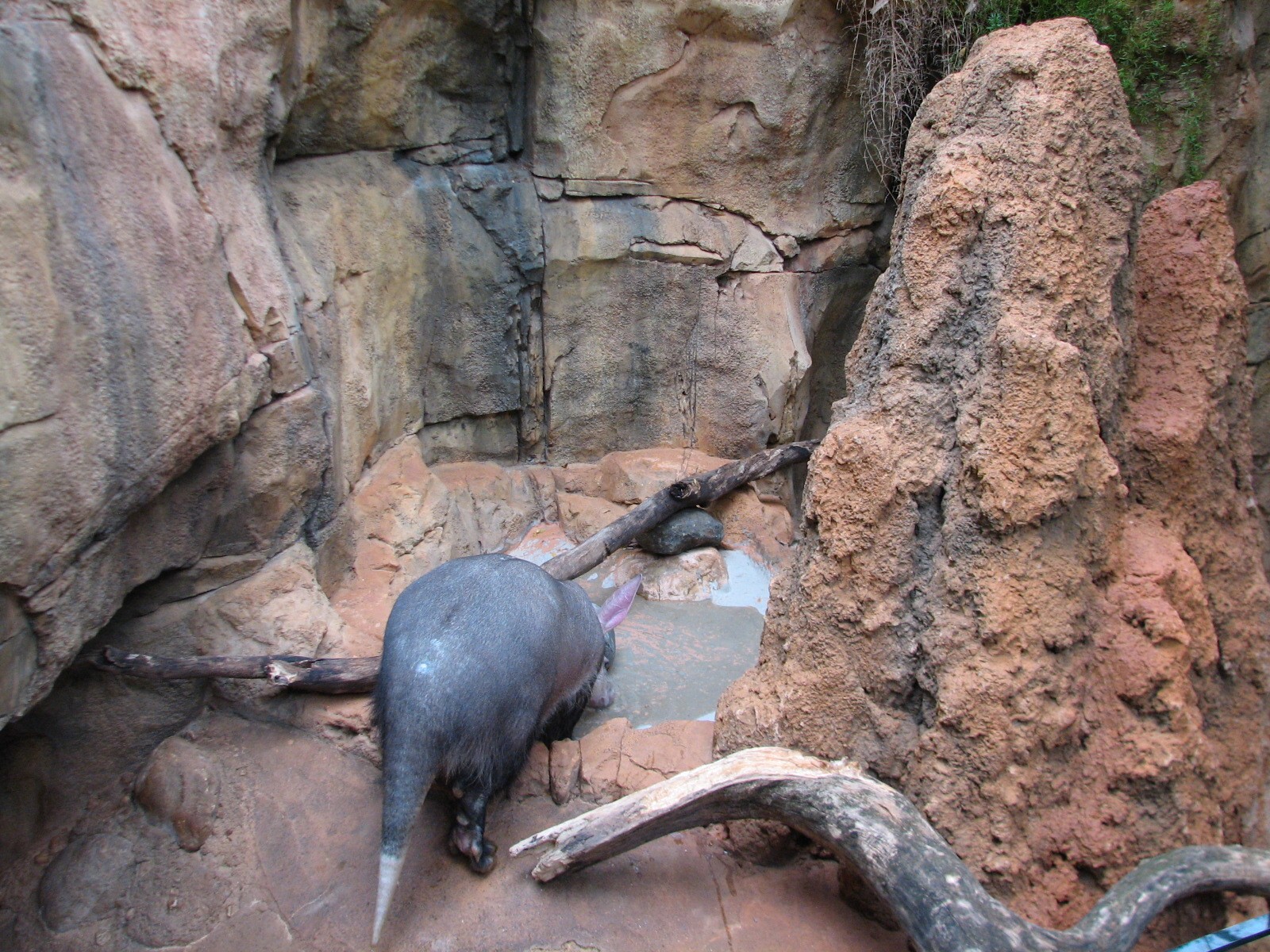 African Journey - Aardvark Exhibit