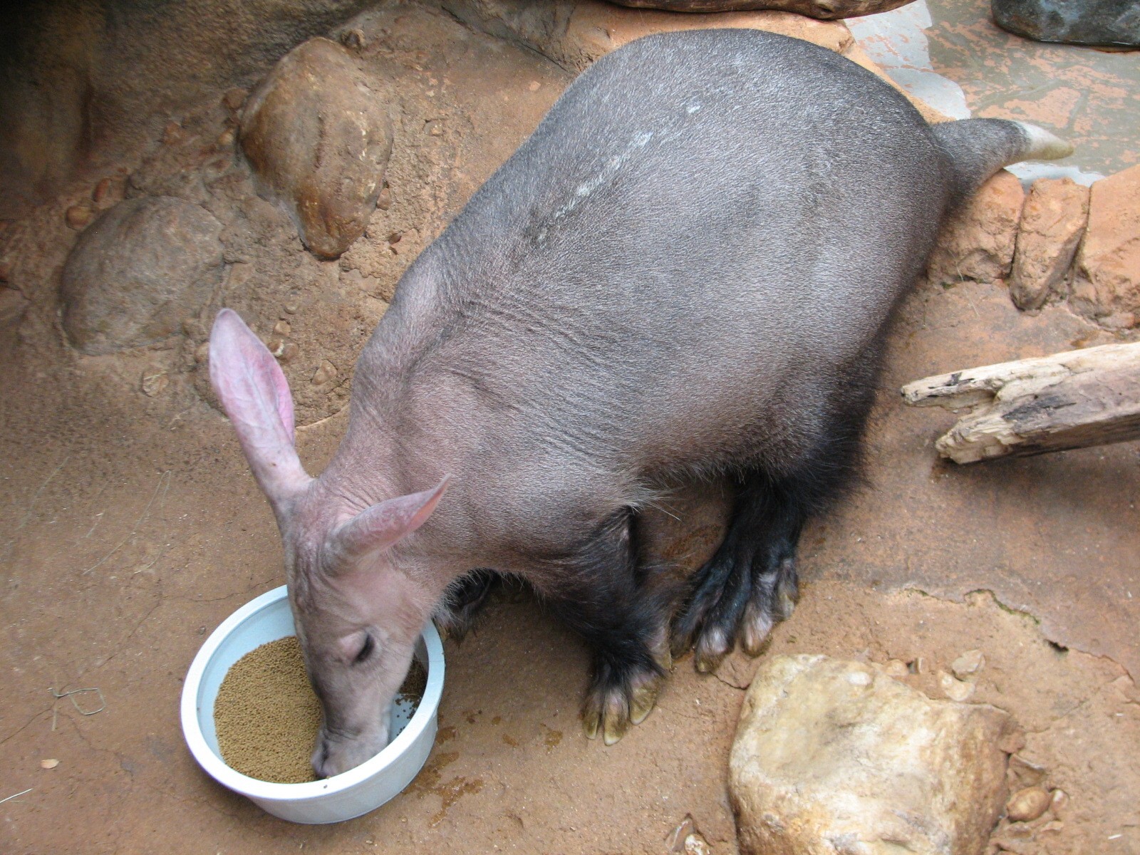 African Journey - Aardvark Exhibit
