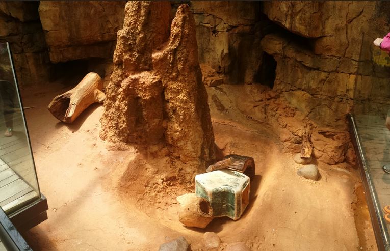 African Journey - Aardvark Exhibit