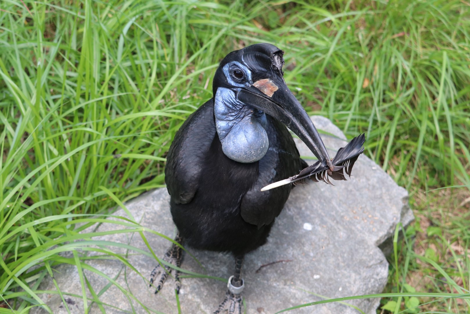 African Journey - Abyssinian Ground Hornbill