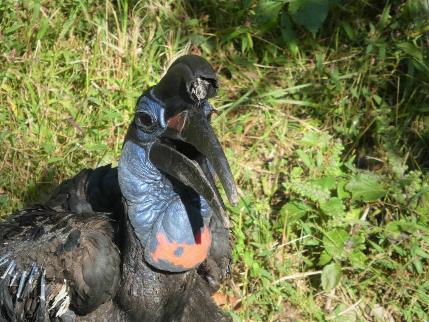 African Journey - Abyssinian Ground Hornbill